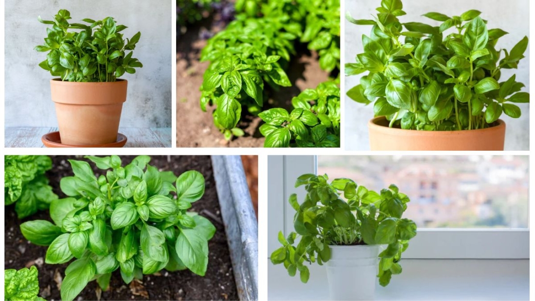 How Often Should You Grow a Basil Plant?