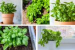 How Often Should You Grow a Basil Plant?