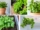 How Often Should You Grow a Basil Plant?