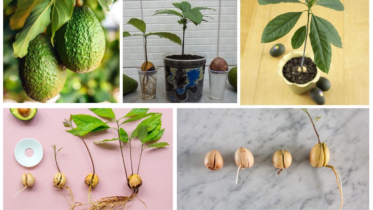 How to Plant an Avocado Pit and Watch It Feed: A Complete At-Home Guide