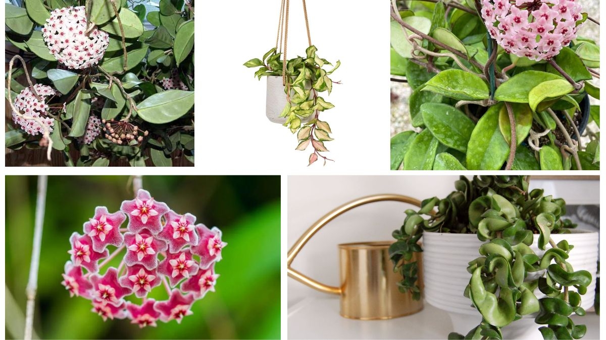 How Often Should You Protect a Wax Plant?