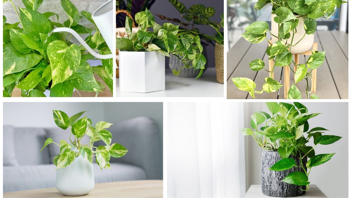 How Often Should You Care for a Pothos?