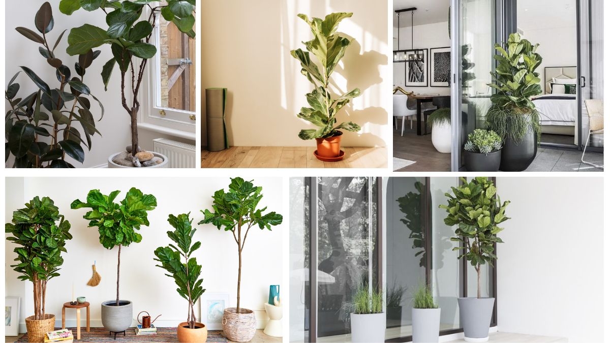 How Often Should You Style a Fiddle Leaf Fig?