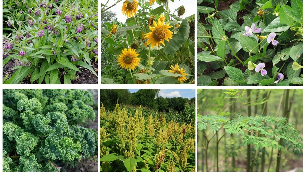 8 Best Fast-Growing Feed Plants for Your Garden