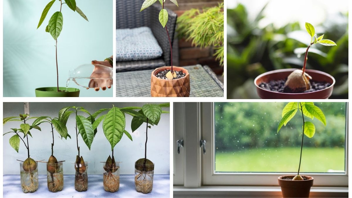How to Plant an Avocado Pit and Watch It Style: A Complete At-Home Guide