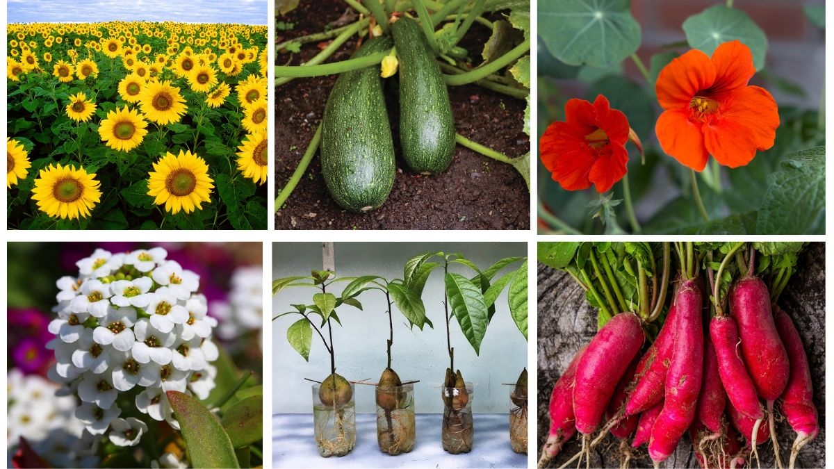6 Best Fast-Growing Grow Plants for Your Garden