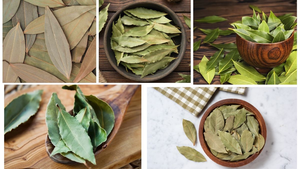 Which Country Is the Largest Bay Leaf Producer in the World?