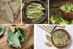 Which Country Is the Largest Bay Leaf Producer in the World?