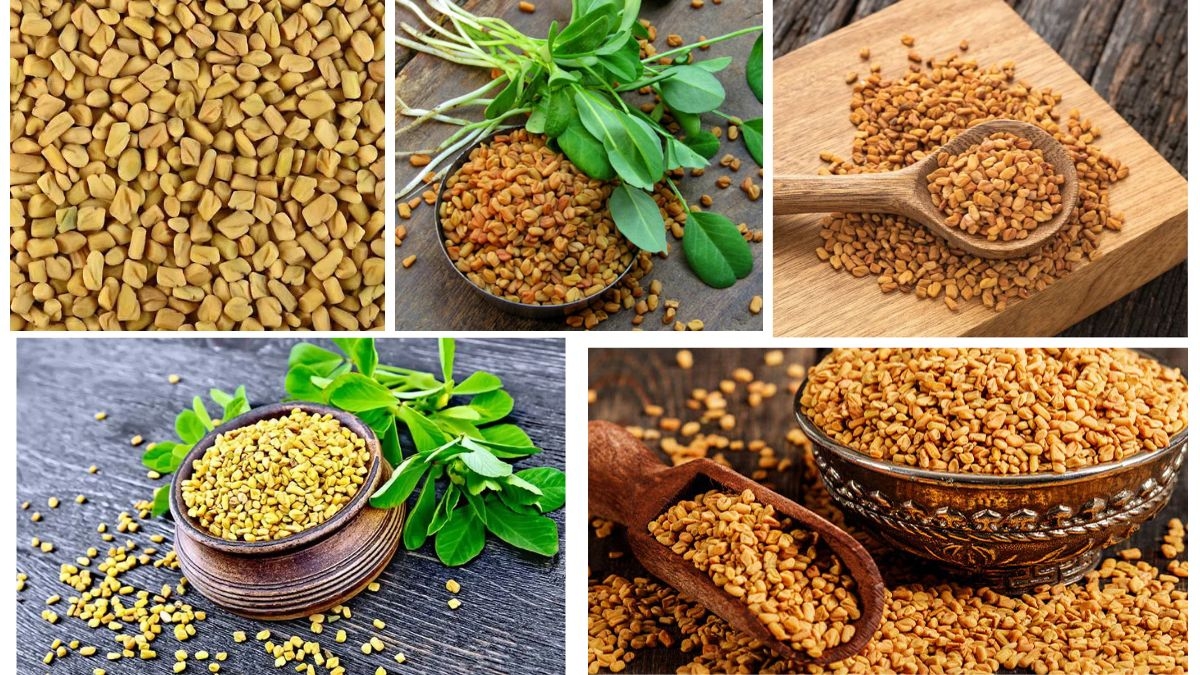 Which Country Is the Largest Fenugreek Producer in the World?