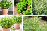 Which Country Is the Largest Basil Producer in the World?