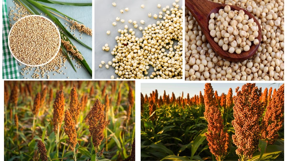 Which Country Is the Largest Sorghum Producer in the World?