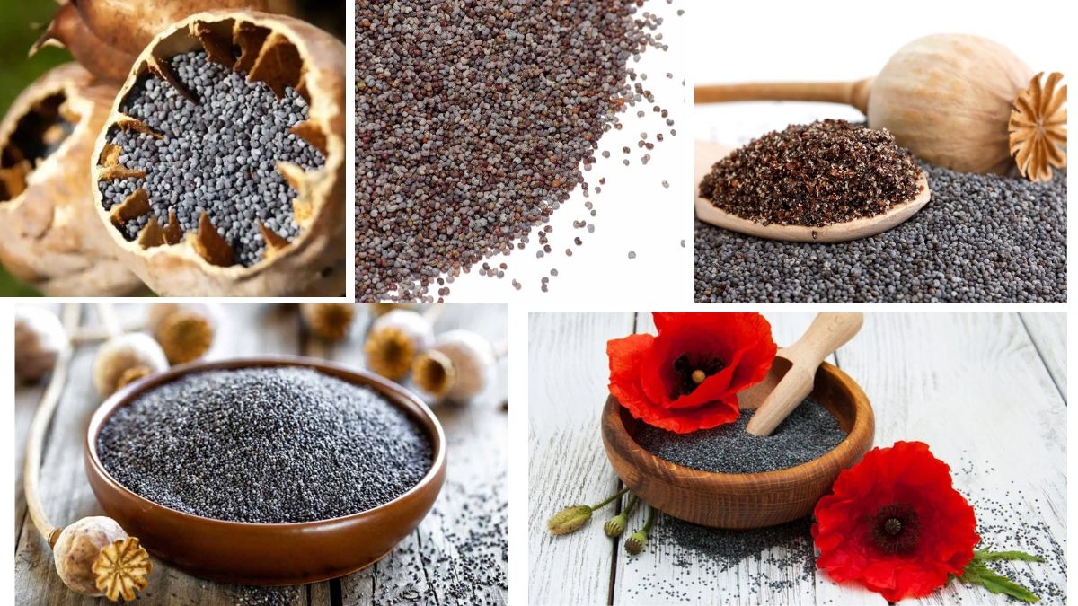 Which Country Is the Largest Poppy Seed Producer in the World?