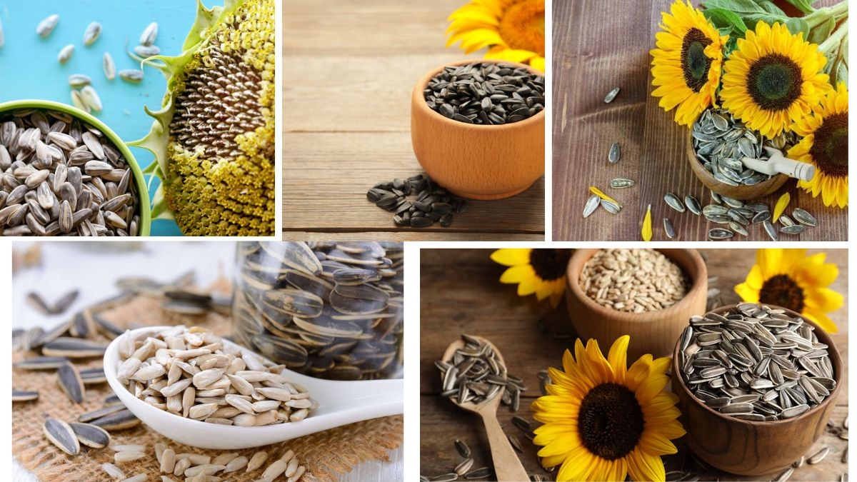 Which Country Is the Largest Sunflower Seed Producer in the World?