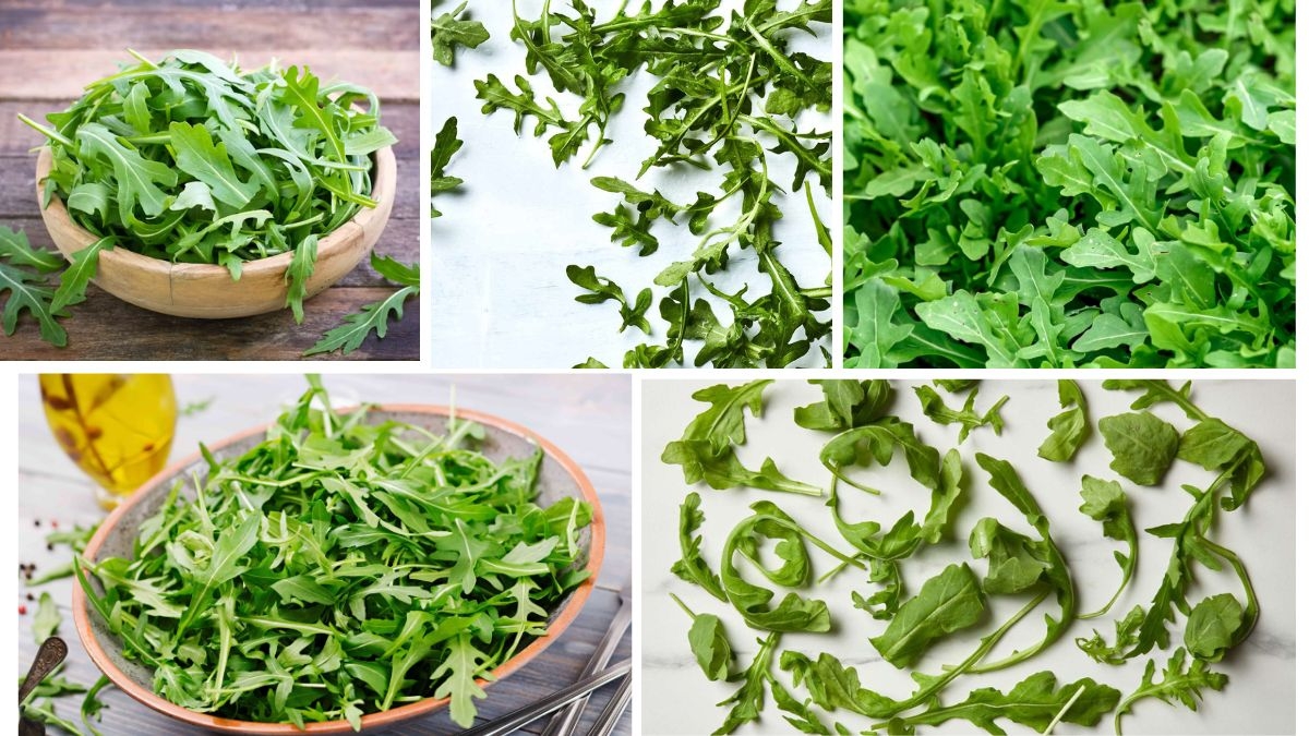 Which Country Is the Largest Arugula Producer in the World?