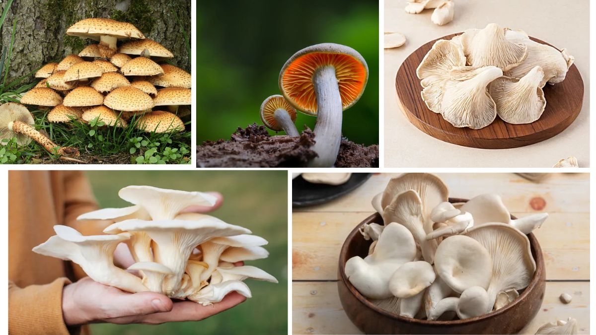 Which Country Is the Largest Mushroom Producer in the World?
