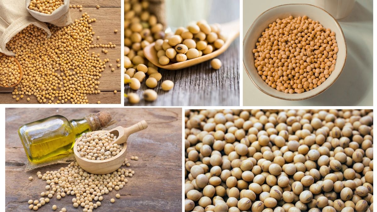 Which Country Is the Largest Lecithin Producer in the World?