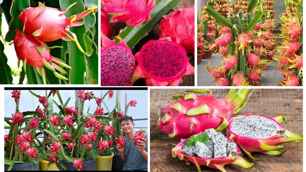 Secrets to Growing Juicy Dragon Fruits in Containers