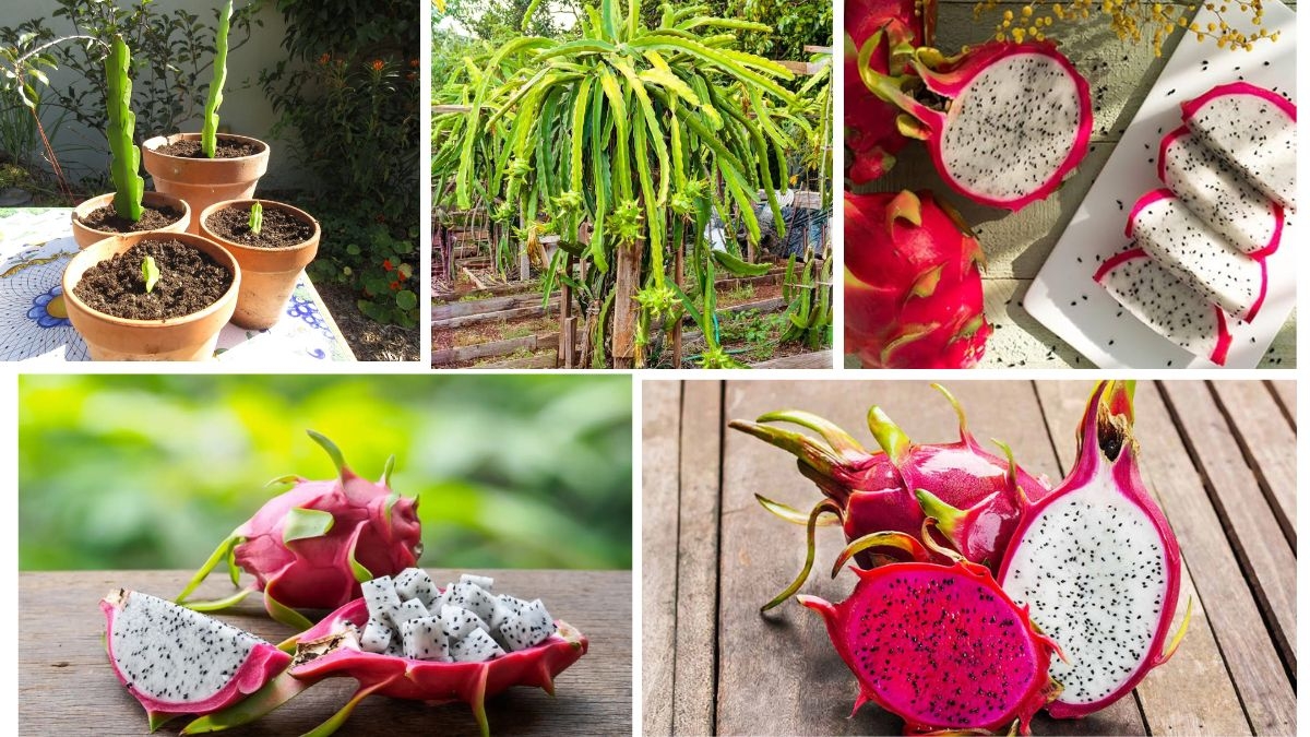 Can You Grow Dragon Fruit Indoors? Yes! Here's How