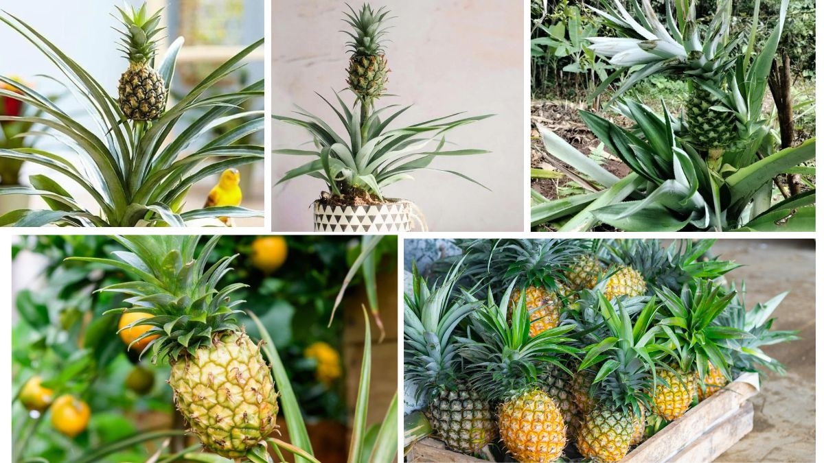 The Best Soil and Sunlight for Pineapple Plants