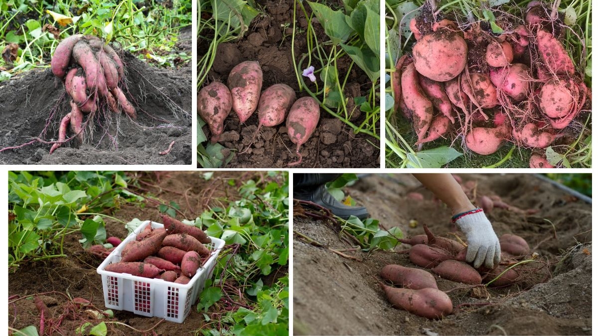 When and Where to Plant Sweet Potatoes for Best Results