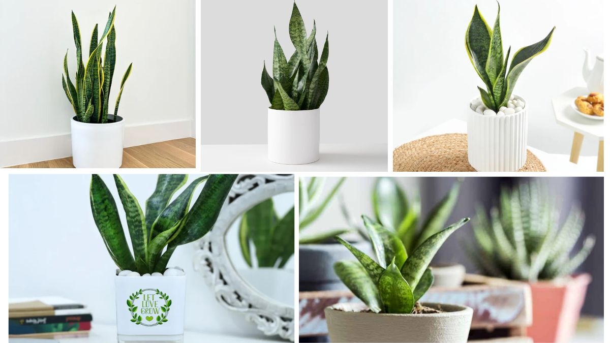 The Ideal Watering Frequency for Healthy Snake Plants