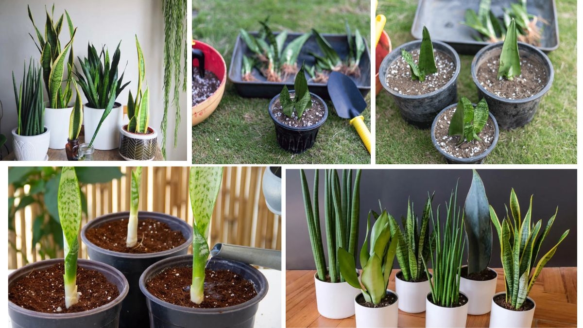 Snake Plant Propagation: A Beginner’s Step-by-Step Guide