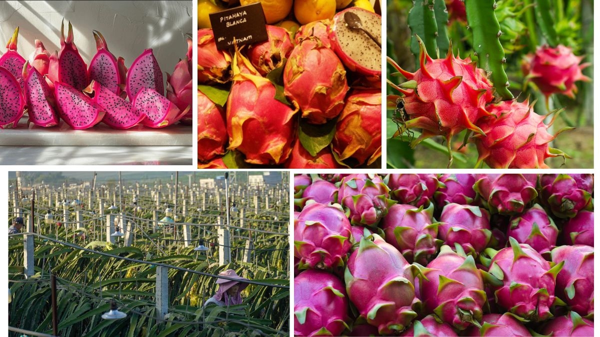 Which Country Is the Largest Dragon Fruit Producer?