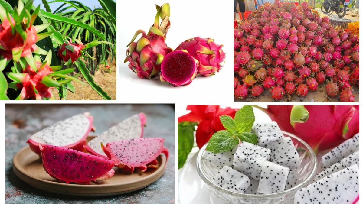 Top Dragon Fruit Exporting Nations Ranked