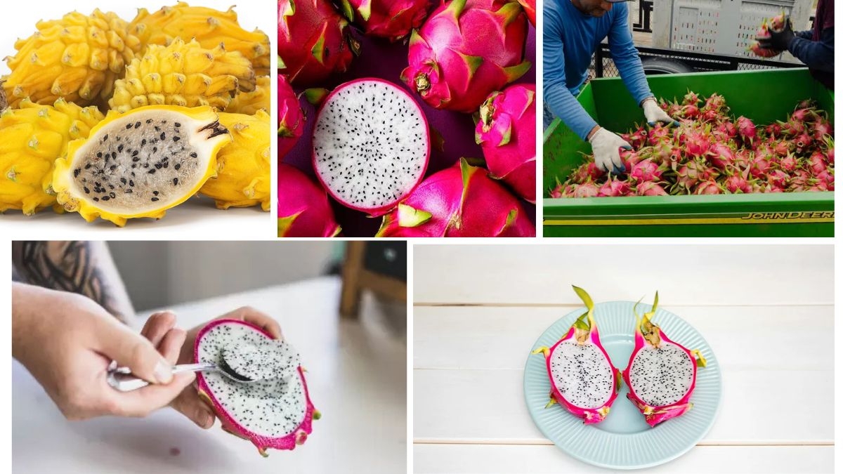 Global Dragon Fruit Market Leaders You Should Know
