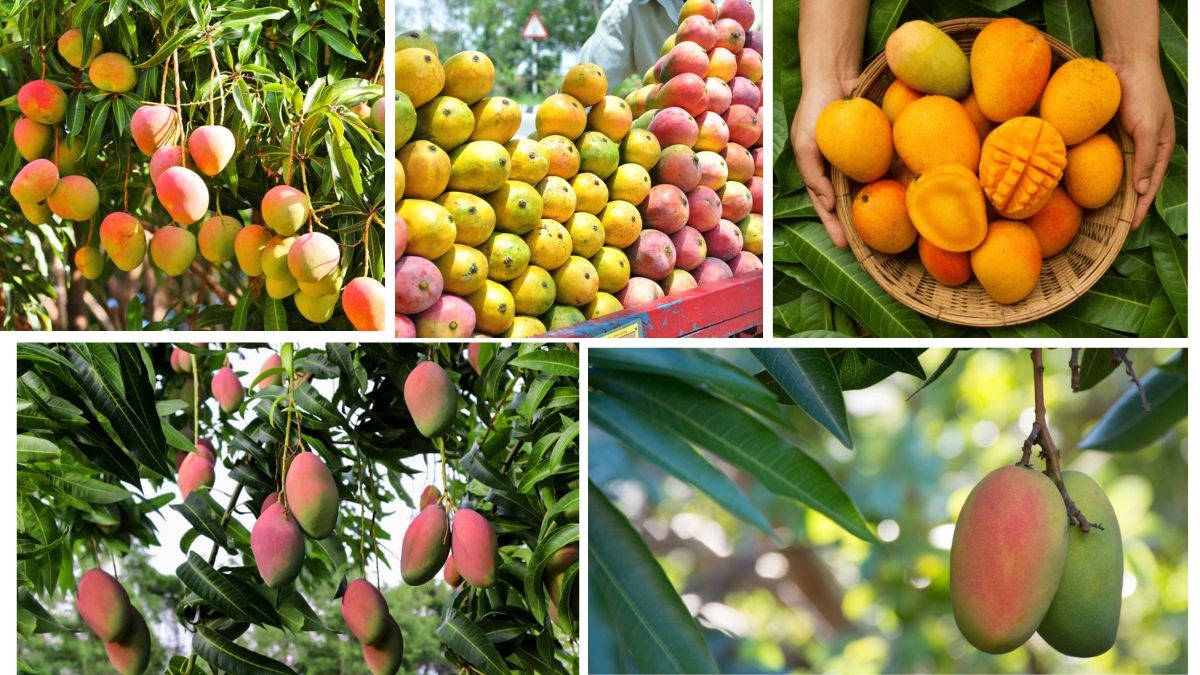 Where Do Most of the World’s Mangoes Come From?