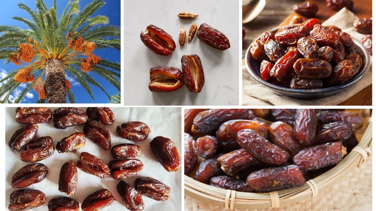 Which Country Grows the Most Dates Globally?
