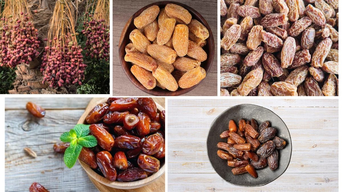 Countries Leading in Organic Date Fruit Production