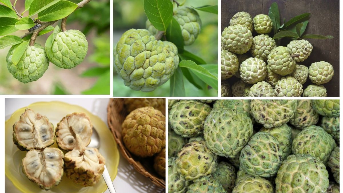 Which Country Is the Largest Custard Apple Producer?