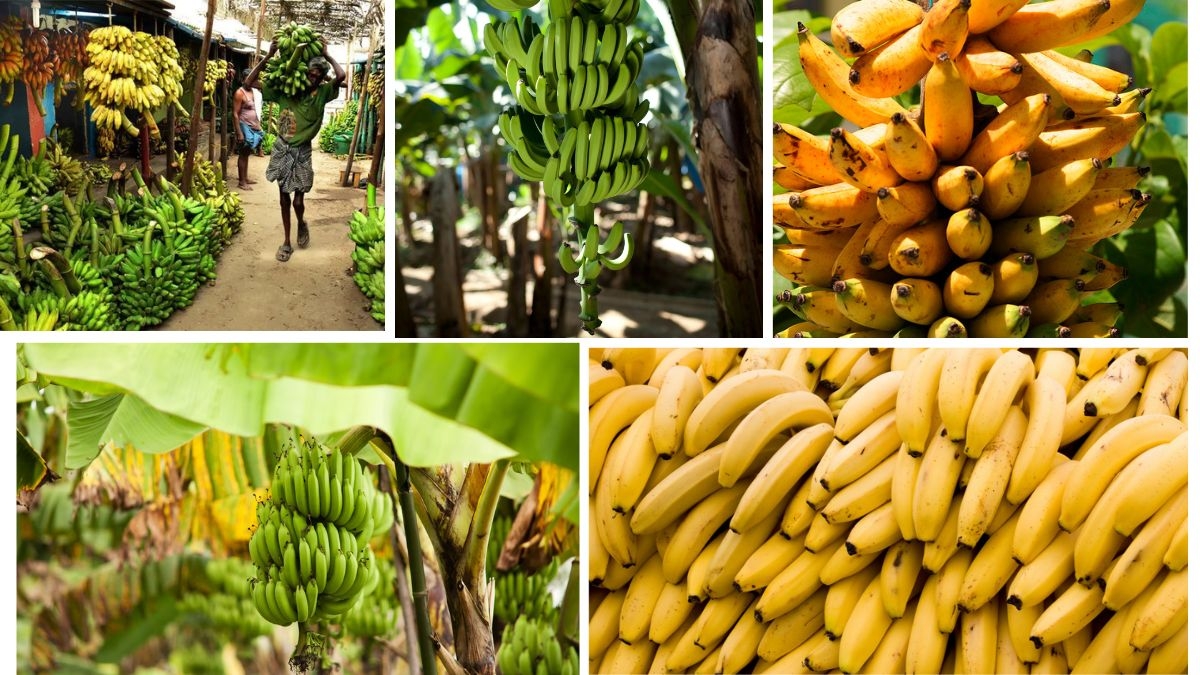Banana Exporting Nations: Global Leaders Revealed