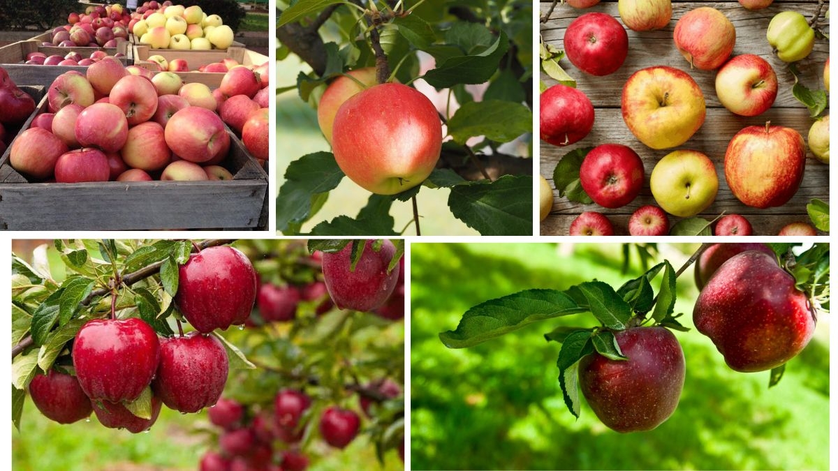 Largest Apple Producers in the World (2025 Ranking)