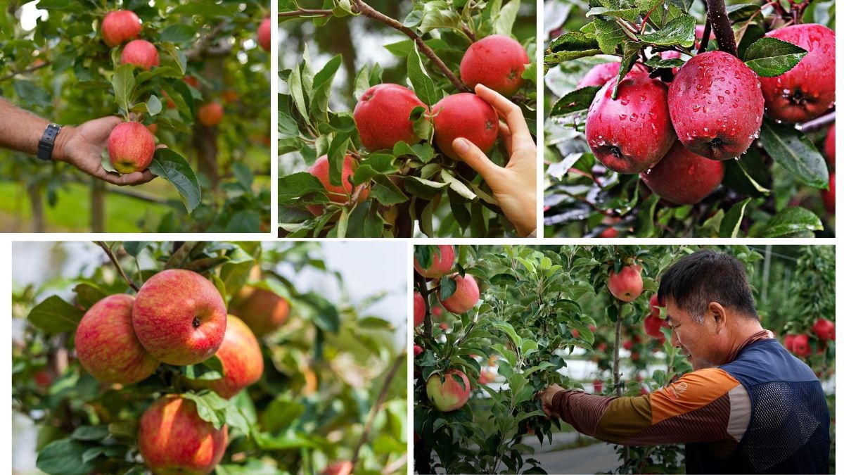 Who’s the King of Apple Farming in Asia?