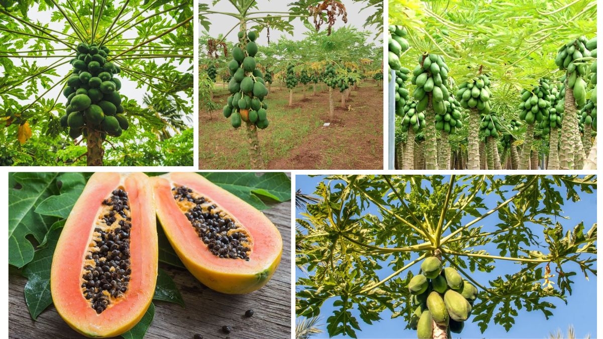 How Papaya Farming Supports Global Economies