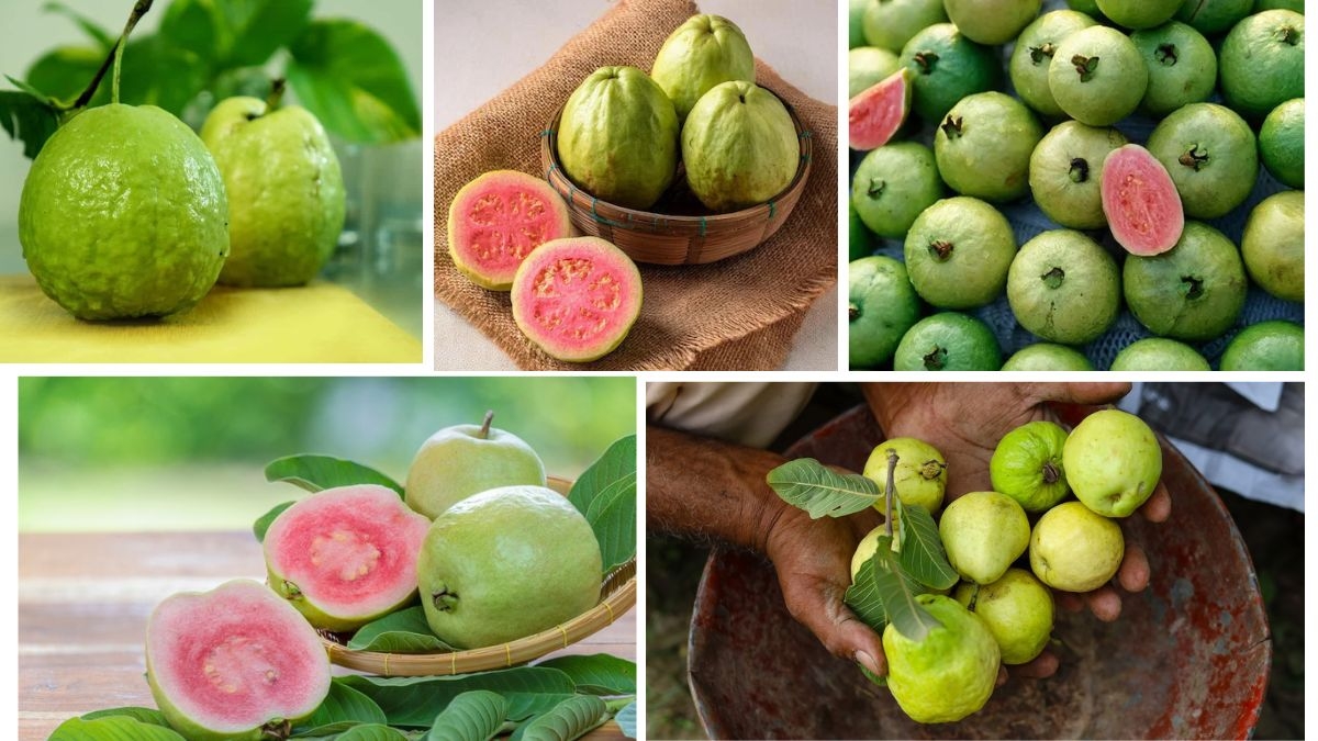 Which Country Produces the Most Guavas?