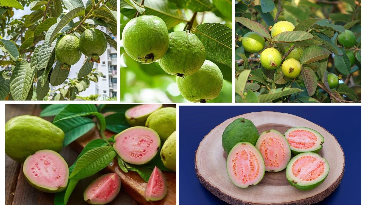 Countries Leading in Guava-Based Products: A Global Market Overview