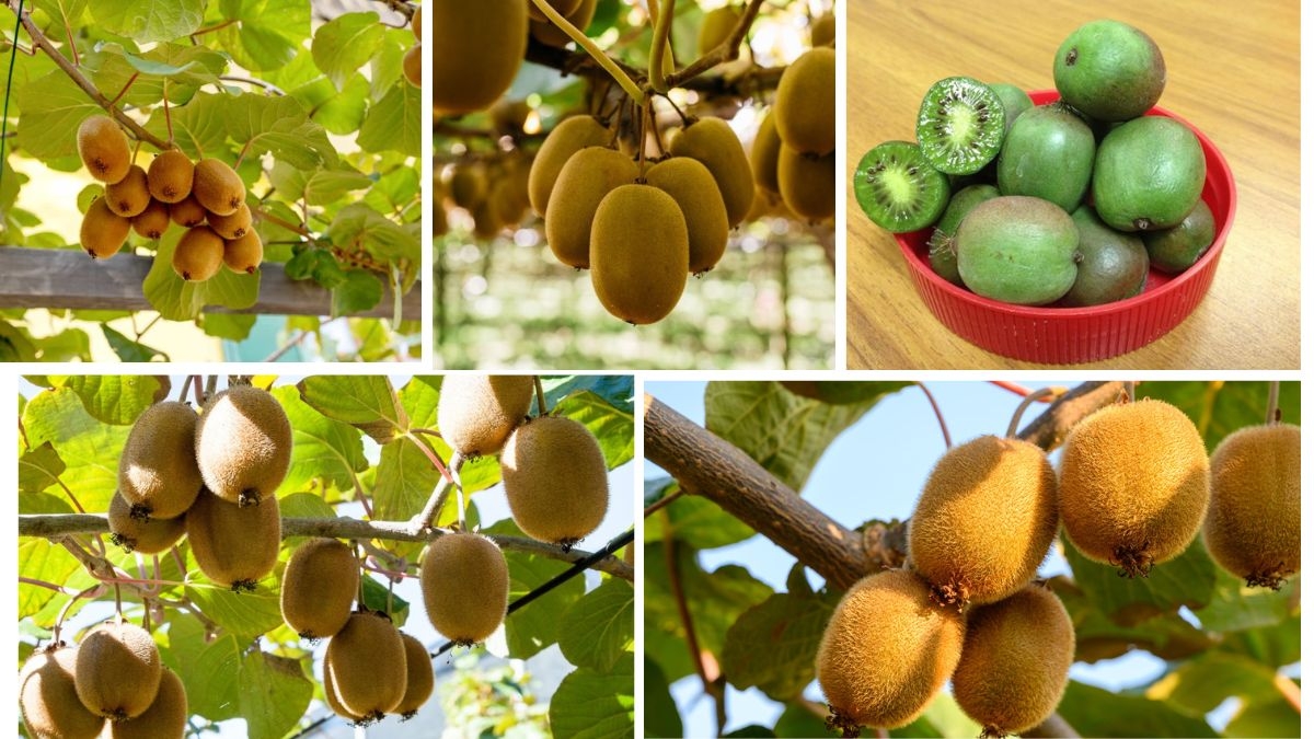 Where Are the Sweetest Kiwis Grown?