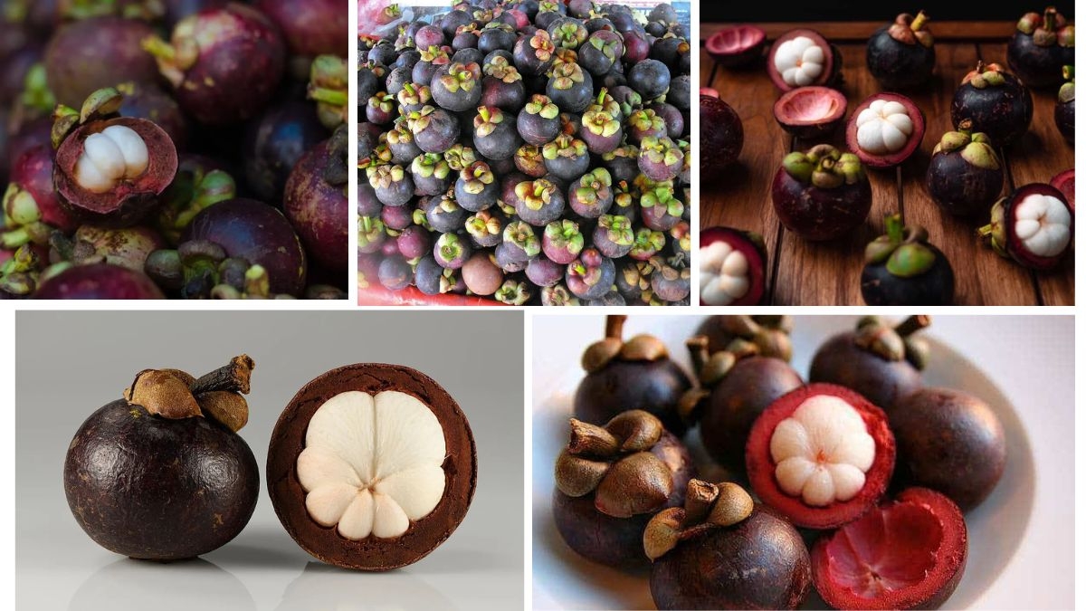 Where Mangosteens Thrive: Best Climate Zones