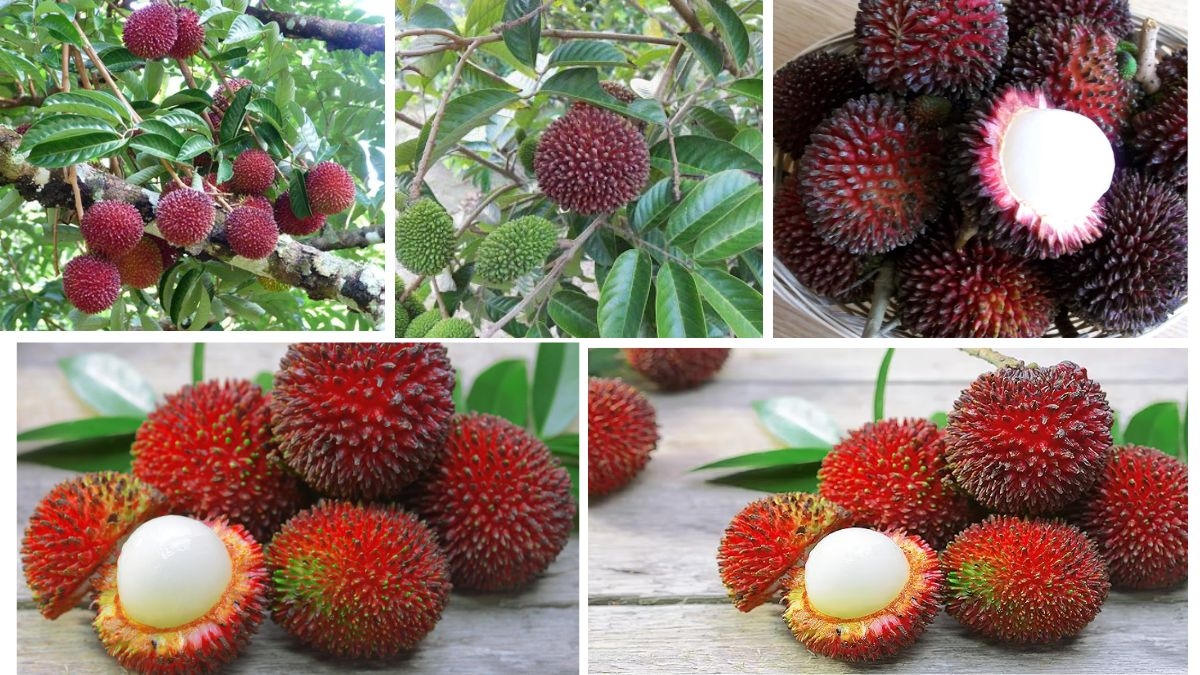 Pulasan vs Rambutan: Farming and Production