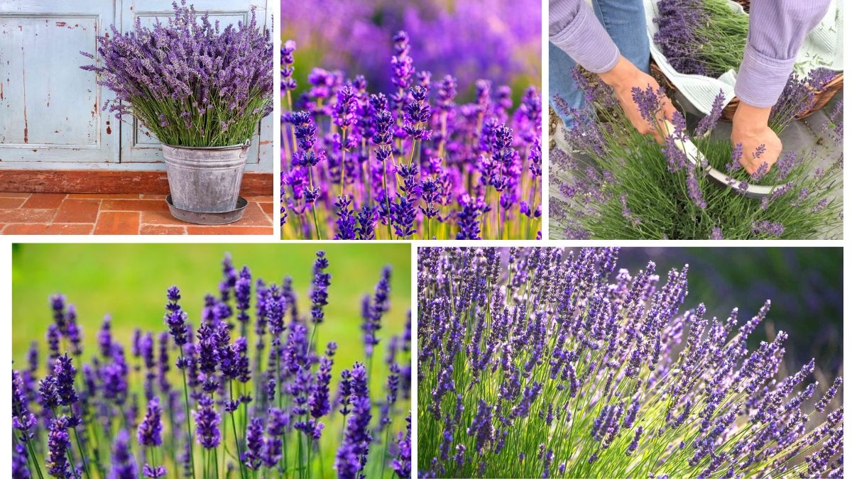 Lavender Production Leaders: Which Country Tops the List?