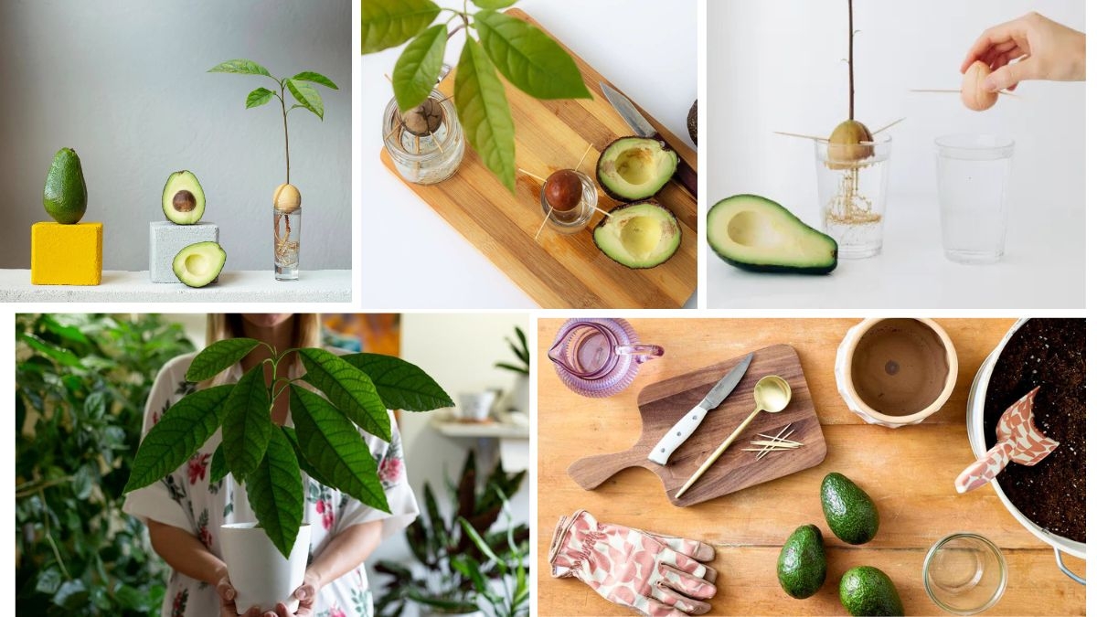 Propagate Avocado at Home from a Pit