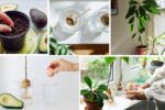 Best Soil Mix for Avocado Planting at Home