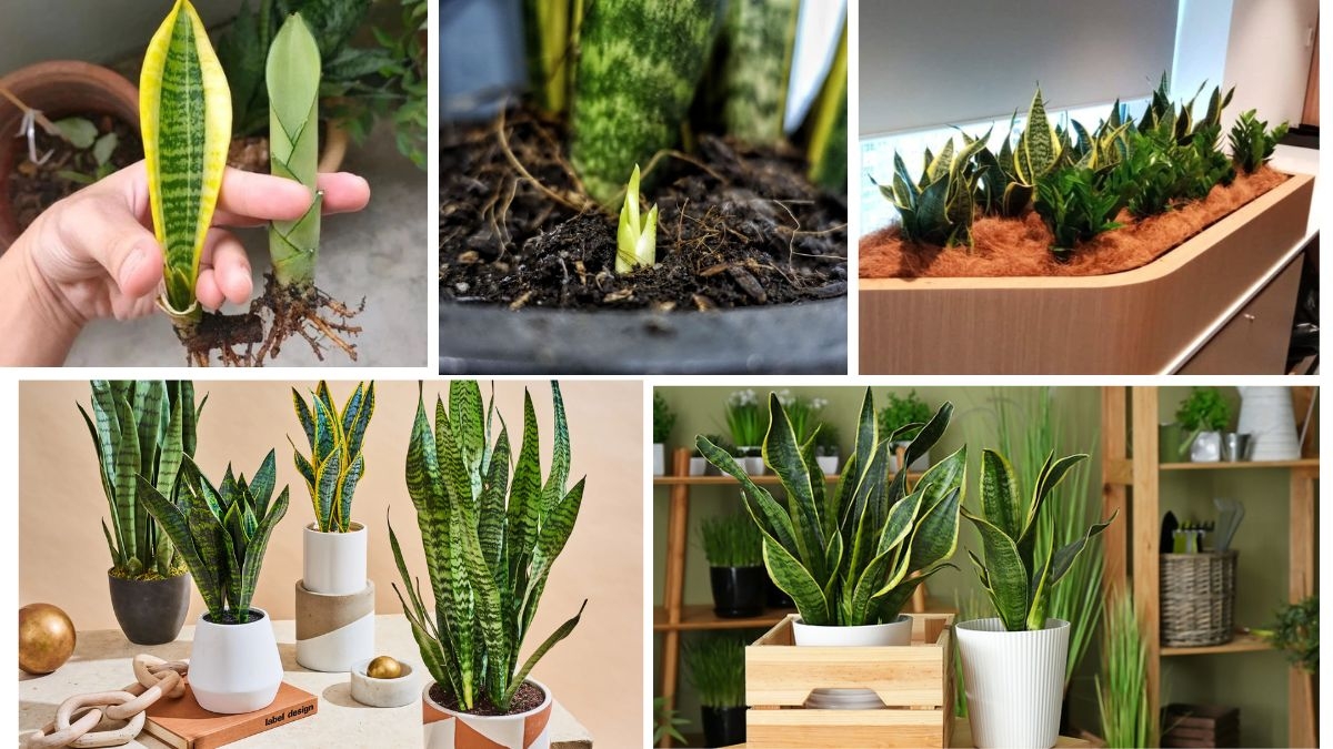 How to Keep Your Snake Plant Thriving Indoors