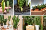 How to Keep Your Snake Plant Thriving Indoors
