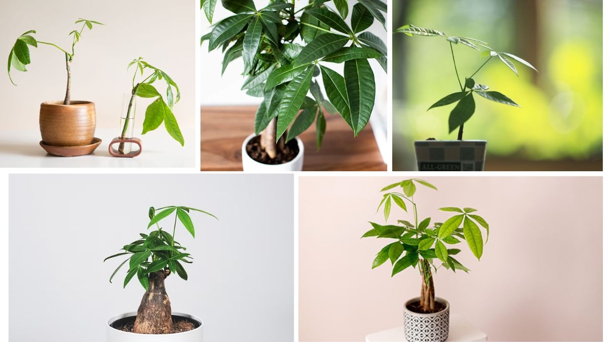 How to Take Care of a Money Tree Plant for Good Luck