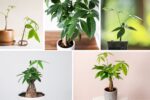 How to Take Care of a Money Tree Plant for Good Luck