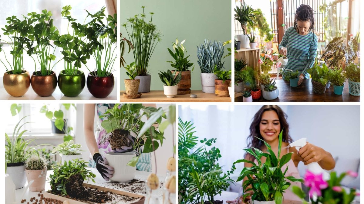Lucky Indoor Plants You Should Grow at Home